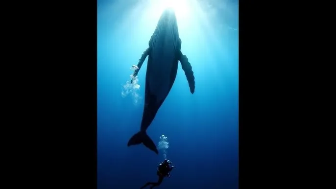 边打电话 - 深蓝星球：探索海洋深处的未知世界